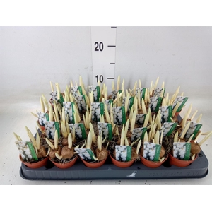 Crocus vernus 'Jeanne d'Arc'