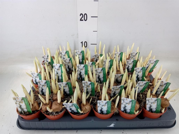 <h4>Crocus vernus 'Jeanne d'Arc'</h4>