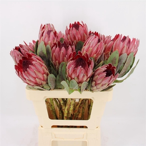 Protea Sharon Black Leaves