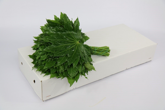 <h4>Aralia (per stem)</h4>