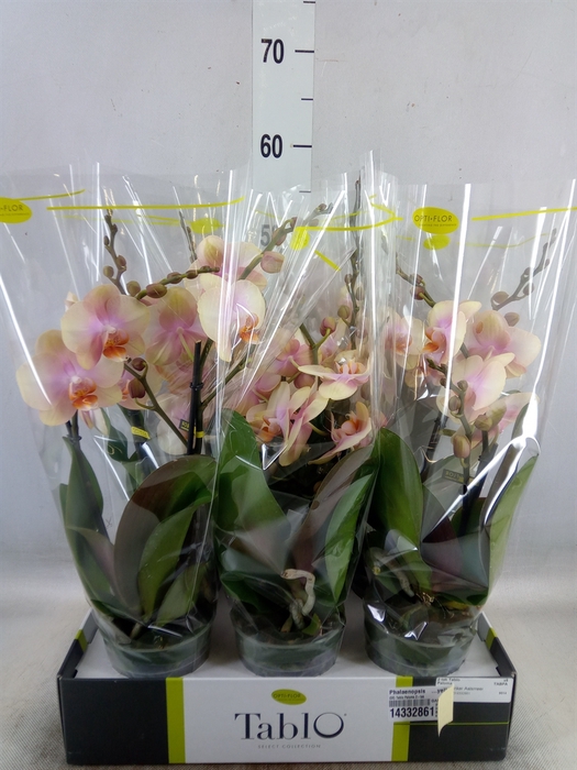 <h4>Phalaenopsis   ...yellow</h4>