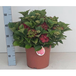 .Hydrangea macrophylla hi tornado