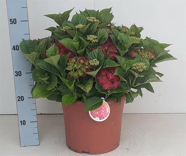 <h4>.Hydrangea macrophylla hi tornado</h4>