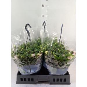 Fuchsia  'Bella Fuchsia'