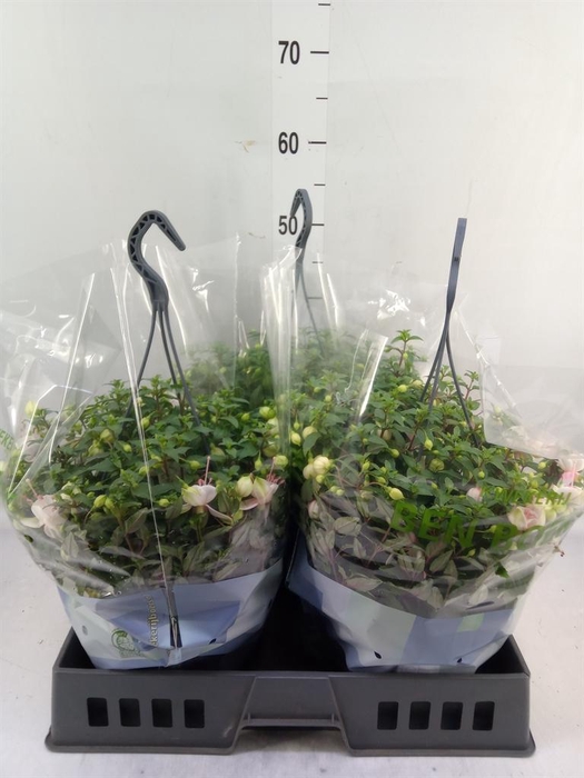 <h4>Fuchsia  'Bella Fuchsia'</h4>