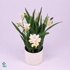 Freesia Suzy 13Ø 60cm