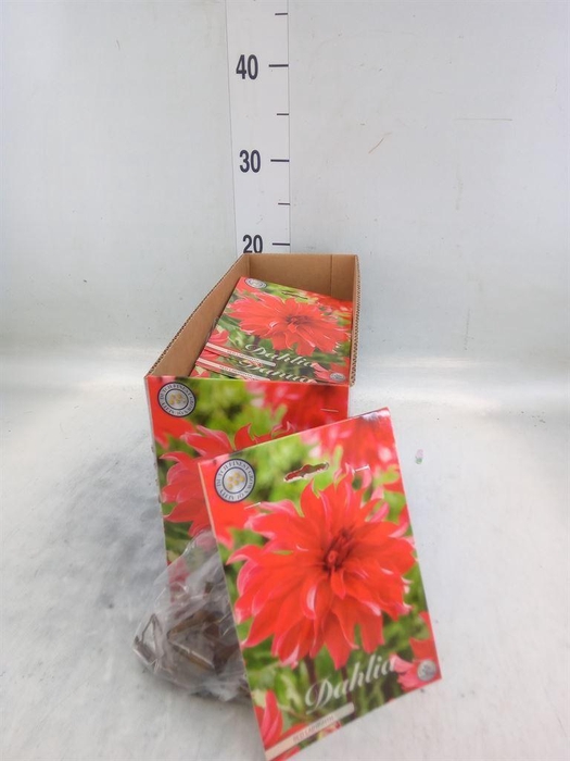 <h4>Dahlia   ...flowerbulbs</h4>