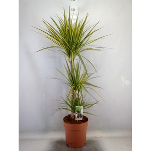 Dracaena marg. 'Sunray'