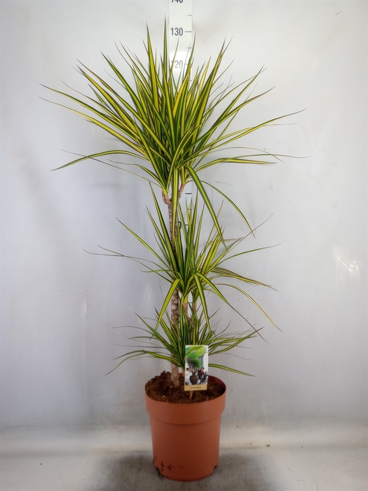 <h4>Dracaena marg. 'Sunray'</h4>
