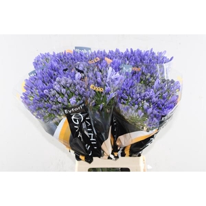 Agap Atlantic Ocean(bl)eyco