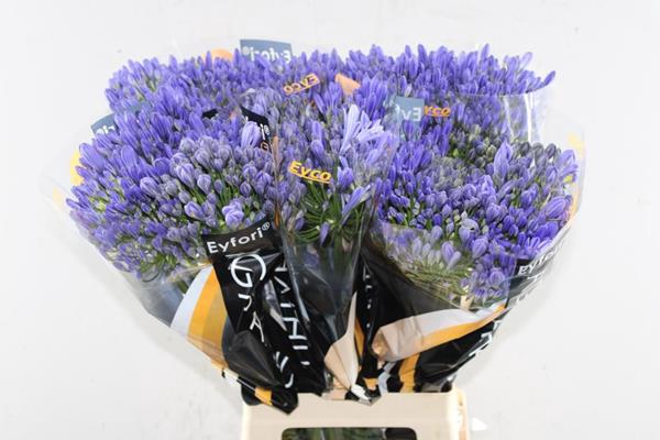 <h4>Agap Atlantic Ocean(bl)eyco</h4>