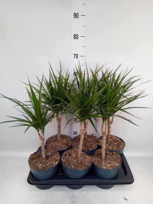 <h4>Dracaena marg.</h4>