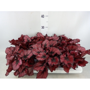 Begonia BD 'Kohala Red'