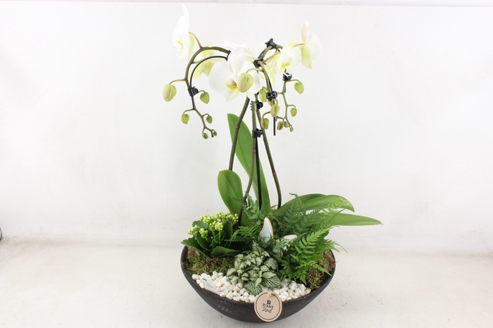 <h4>arr2 PL - Ebbi black phal. paraplu wit</h4>