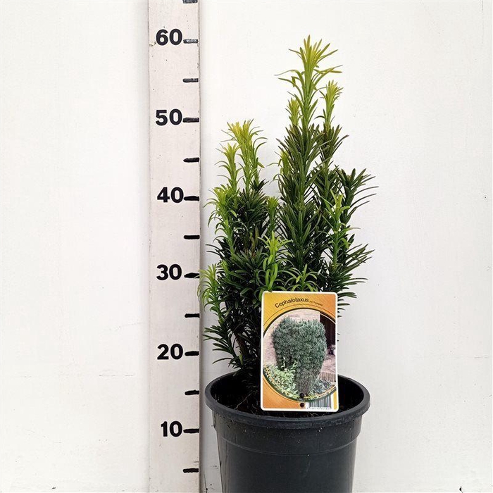 <h4>Cephalotaxus harringtonii</h4>