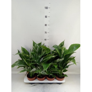 Spathiphyllum  'Diamond'