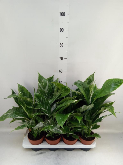 <h4>Spathiphyllum  'Diamond'</h4>