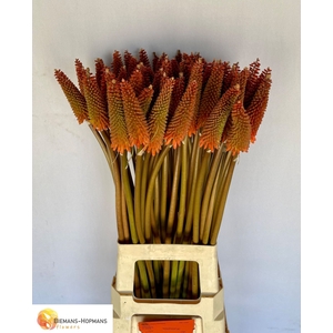 Kniphofia Alcazar Biemans