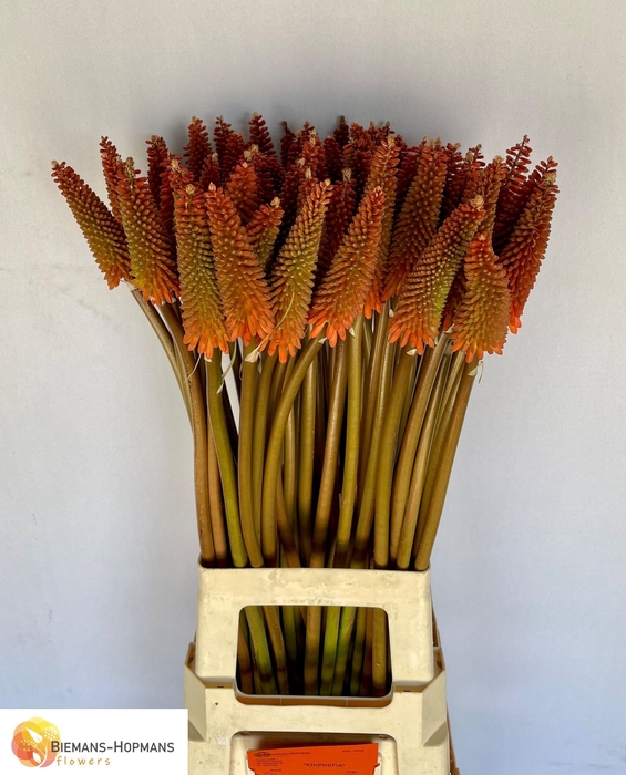 <h4>Kniphofia Alcazar Biemans</h4>