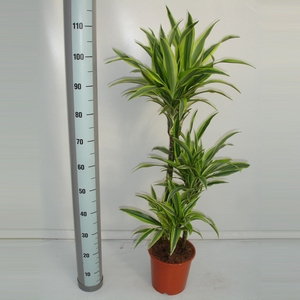 Dracaena Lemon Lime