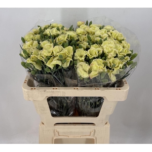 DI SP. SYMPLY YELLOWFLY