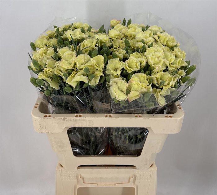 <h4>DI SP. SYMPLY YELLOWFLY</h4>