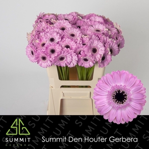 GERBERA MI 'BENTLEY'