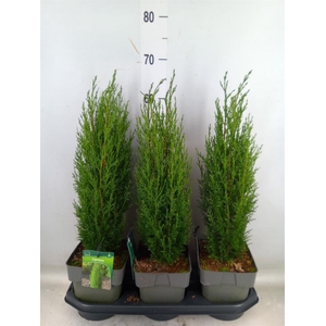 Cupressus sempervirens 'Totem'