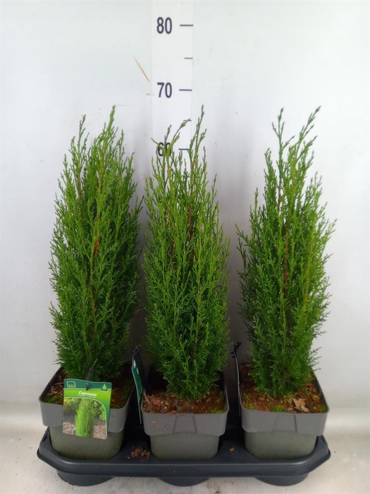 <h4>Cupressus sempervirens 'Totem'</h4>
