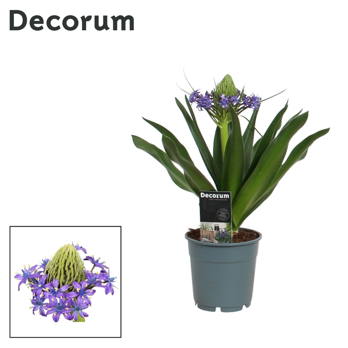 <h4>Scilla Peruviana (Decorum)</h4>