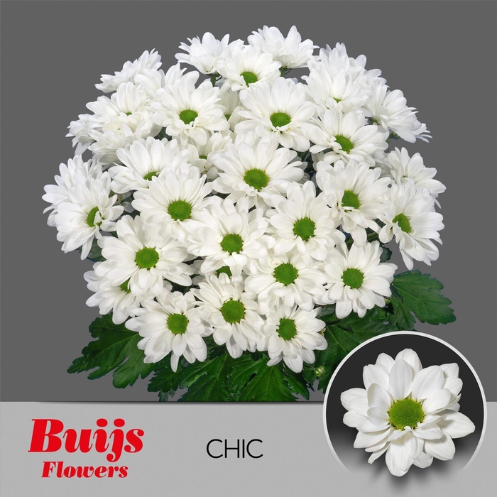 <h4>CHR T CHIC</h4>