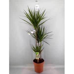 Dracaena marg.