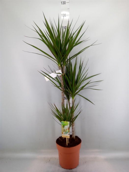 <h4>Dracaena marg.</h4>