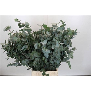 Euca Cinerea Spray Za Kort 200 Gram