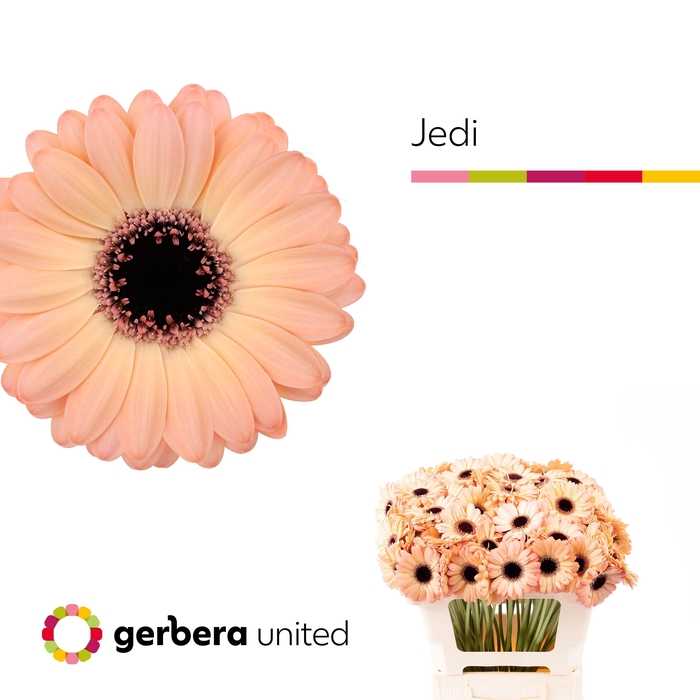 <h4>Germini Jedi Water</h4>