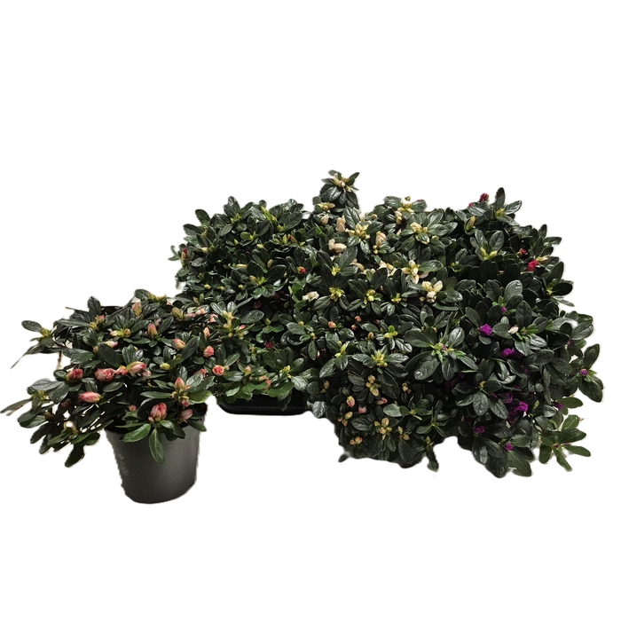 <h4>RHODO SI GEM</h4>