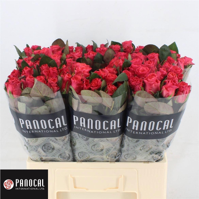 <h4>R GR PINK TACAZZI+</h4>