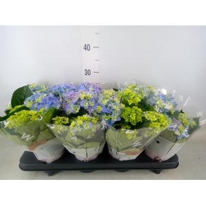 Hydrangea mac. 'Early Blue'