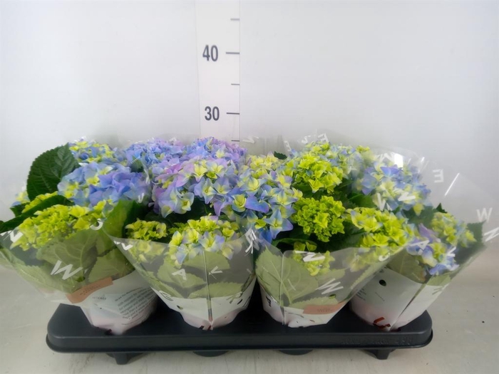 <h4>Hydrangea mac. 'Early Blue'</h4>