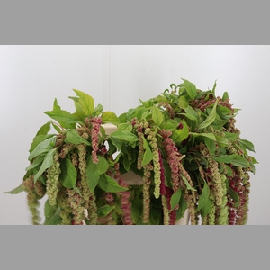 Amaranthus - Caudatus Mira