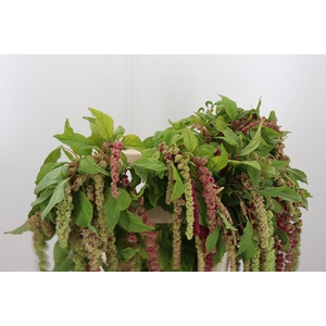 Amaranthus - Caudatus Mira