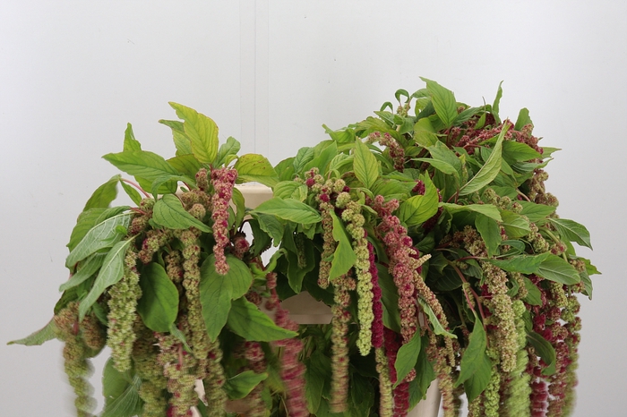 <h4>Amaranthus - Caudatus Mira</h4>