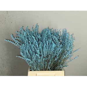Pf Lavender Bs Light Blue