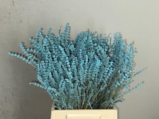 <h4>Pf Lavender Bs Light Blue</h4>