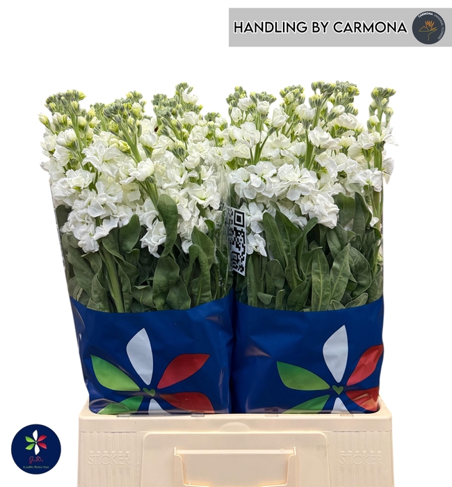 <h4>MATTH IRON WHITE</h4>