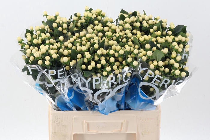 <h4>Hyp Coco Bellimo</h4>