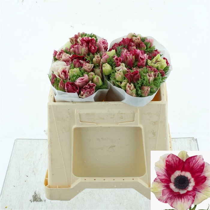 <h4>ANEM CO MIS + TIGRE</h4>