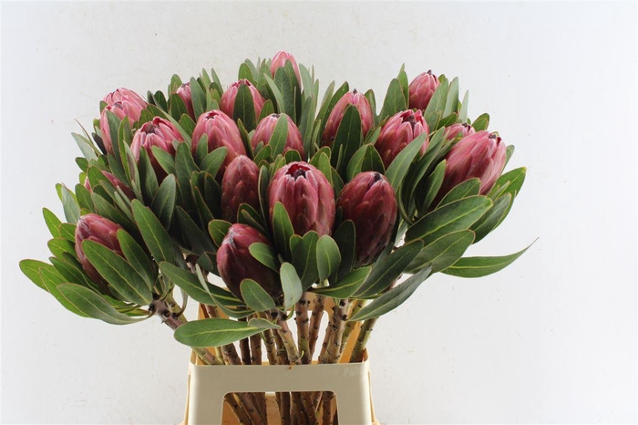 <h4>Protea Carnival</h4>