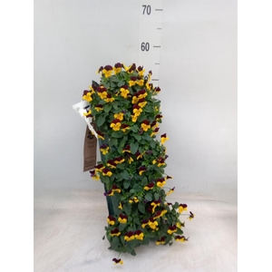 Viola corn. 'Evo Mini YTT'