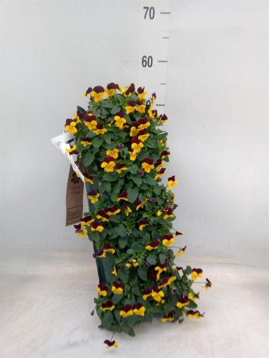 <h4>Viola corn. 'Evo Mini YTT'</h4>